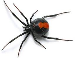 Örümcek İlaçlama