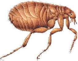 Pire İlaçlama Hakkında Herşey